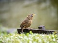 Chinese hwamei songbird perched on a sign 2