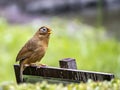 Chinese hwamei songbird perched on a sign 7