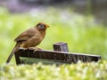 Chinese hwamei songbird perched on a sign 10