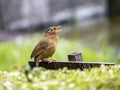 Chinese hwamei songbird perched on a sign 5