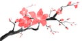 Chinese ink and watercolor orchid hand-painted plum blossom illustration