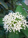 Chinese ixora beutiful white flower.