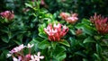 Chinese ixora close-up view of vibrant pink flowers emerging amidst lush green leaves, capturing the essence of natural beauty and Royalty Free Stock Photo