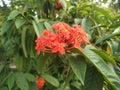 Beautiful Chinese ixora flower