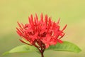 Chinese Ixora flower
