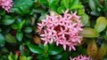 Chinese ixora flowers with their green leav