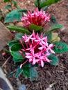 Chinese ixora pink flowers.