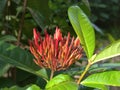 Chinese ixora or Tehran flower Royalty Free Stock Photo
