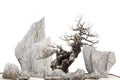 Chinese - Japanese bonsai tree and stones