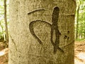 Chinese or Japanese letter. Knife carving on tree bark. Tree vandalism in forest Royalty Free Stock Photo