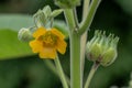 Velvetleaf Abutilon theophrasti, a yellow flower Royalty Free Stock Photo