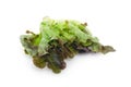 Chinese Kale or Chinese Broccoli vegetable isolated on white background Royalty Free Stock Photo