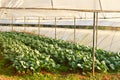 Chinese kale farm