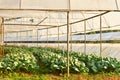 Chinese kale farm