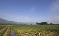 Chinese kale farm