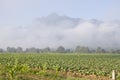 Chinese kale farm