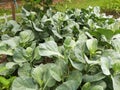 Chinese Kale garden