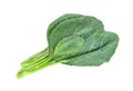 Chinese kale isolated on white background ,Green leaves of collards pattern Royalty Free Stock Photo