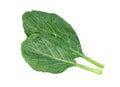 Chinese kale isolated on white background ,Green leaves of collards pattern Royalty Free Stock Photo