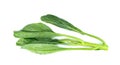 Chinese kale isolated on white background ,Green leaves of collards pattern Royalty Free Stock Photo