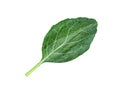 Chinese kale isolated on white background ,Green leaves of collards pattern Royalty Free Stock Photo