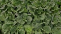 Chinese kale production in greenhouse system, Thailand