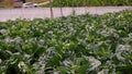 Chinese kale production in greenhouse system, Thailand