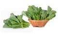 Chinese kale vegetable isolated on white background Royalty Free Stock Photo