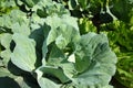 Chinese Kale vegetable near Mekong river 1