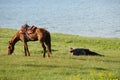 Chinese Kazakh herdsmen with horse