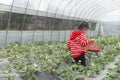 Chinese kid plucking strawberry in green house