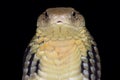 Chinese King cobra Ophiophagus Hannah