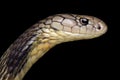 Chinese King cobra Ophiophagus Hannah Royalty Free Stock Photo