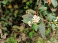 Chinese knotweed flower