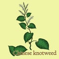 Chinese knotweed. Illustration of a plant in a vector with berry