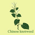 Chinese knotweed. Illustration of a plant in a vector with flower for use in botany.
