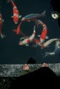 Koi Fish Royalty Free Stock Photo