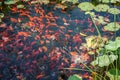 Chinese Koi Fish swimming in the pond in Beijing, China Royalty Free Stock Photo