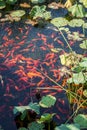 Chinese Koi Fish swimming in the pond in Beijing, China Royalty Free Stock Photo