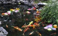 Chinese Koi pond Royalty Free Stock Photo