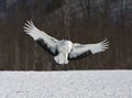 Chinese Kraanvogel landend; Red-crowned Crane landing