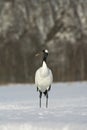 Chinese Kraanvogel; Red-crowned Crane Royalty Free Stock Photo