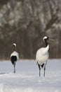 Chinese Kraanvogel; Red-crowned Crane Royalty Free Stock Photo