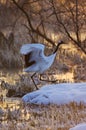 Chinese Kraanvogel; Red-crowned Crane Royalty Free Stock Photo