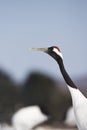 Chinese Kraanvogel; Red-crowned Crane Royalty Free Stock Photo