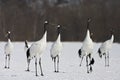 Chinese Kraanvogel; Red-crowned Crane Royalty Free Stock Photo