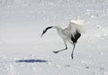 Chinese Kraanvogel; Red-crowned Crane Royalty Free Stock Photo
