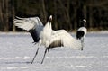 Chinese Kraanvogel; Red-crowned Crane Royalty Free Stock Photo