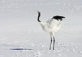 Chinese Kraanvogel; Red-crowned Crane