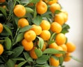 Chinese kumquat Royalty Free Stock Photo